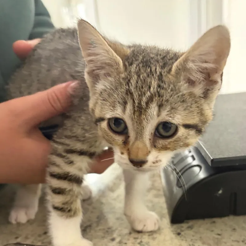 A baby small-sized female Domestic Short Hair cat named Cinnamon for adoption in Spokane, WA