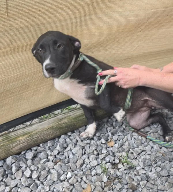 A baby medium-sized female Mixed Breed dog named Angie for adoption in Cleveland, TN