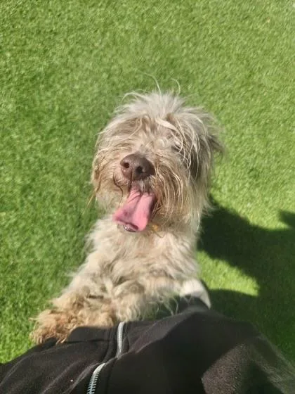 A baby large-sized female Mixed Breed dog named Beatriss for adoption in Munster, IN