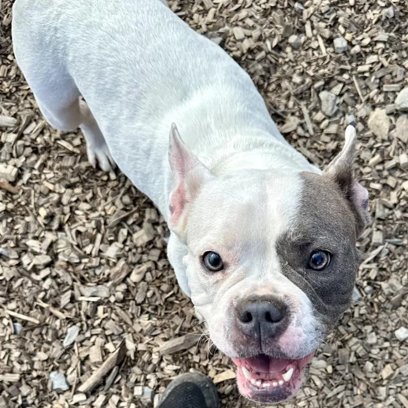 An adult medium-sized female White / Cream Mixed Breed dog named Bette for adoption in Wappingers Falls, NY