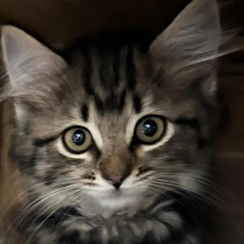 A baby small-sized male Brown / Chocolate Domestic Long Hair cat named Tootsie Roll for adoption in Simi Valley, CA