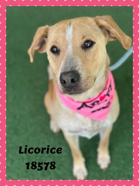 Licorice