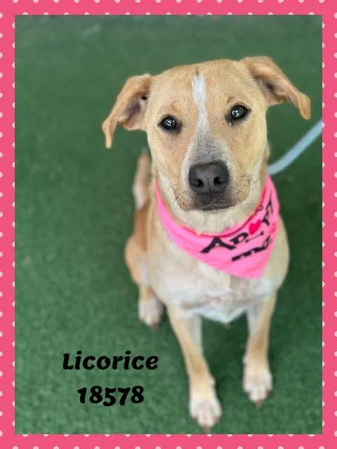 Licorice thumbnail 3