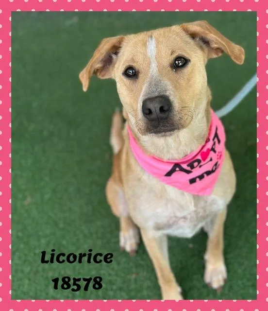 Licorice thumbnail 4