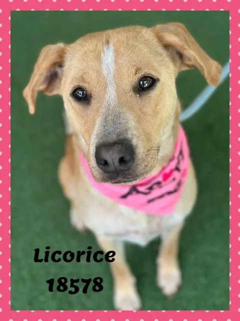 Licorice thumbnail 5