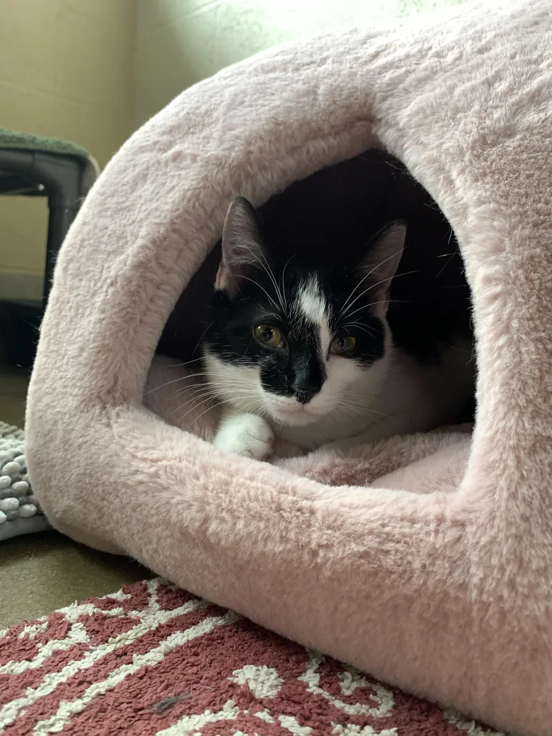 Cry Baby thumbnail 2