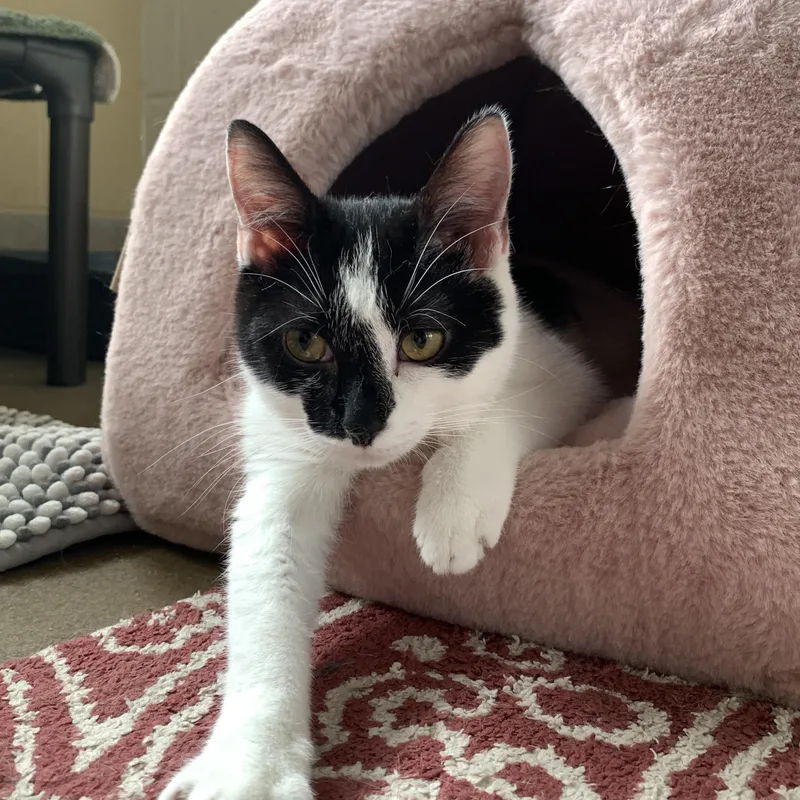 Cry Baby thumbnail 3