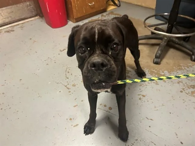 An adult large-sized female Boxer dog named Roxy for adoption in Ocala, FL