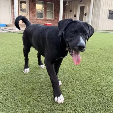 A young medium-sized male American Staffordshire Terrier dog named Tommy for adoption in Sugar Land, TX