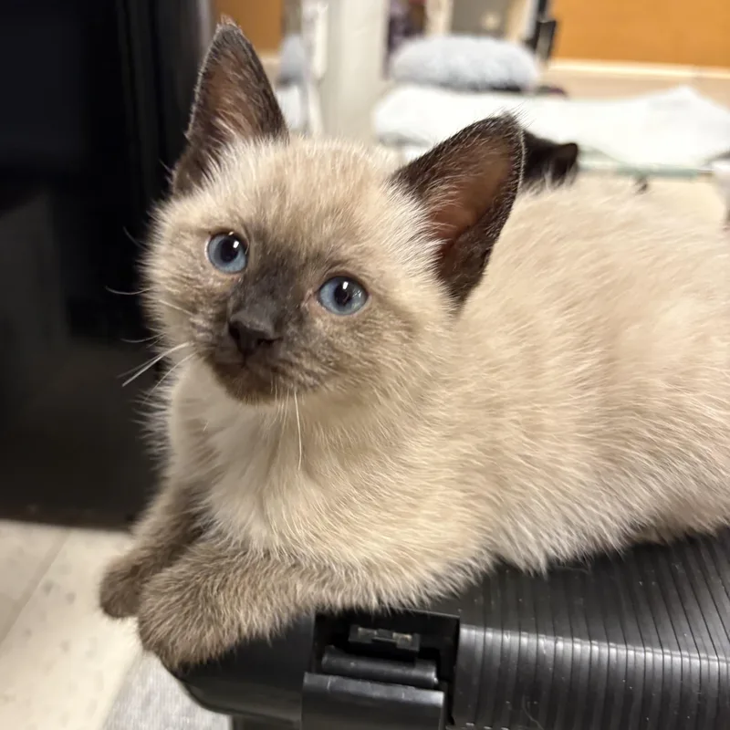 Selenite thumbnail 2