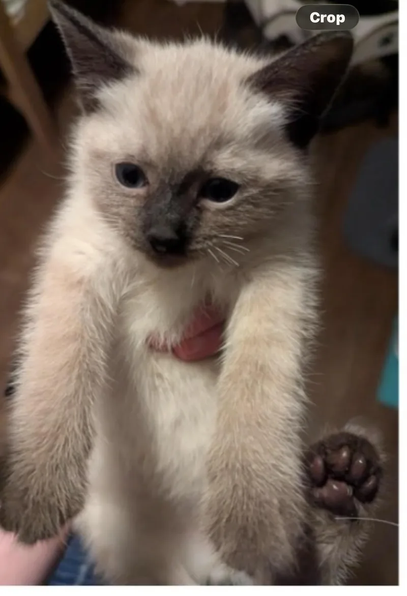 Selenite thumbnail 3