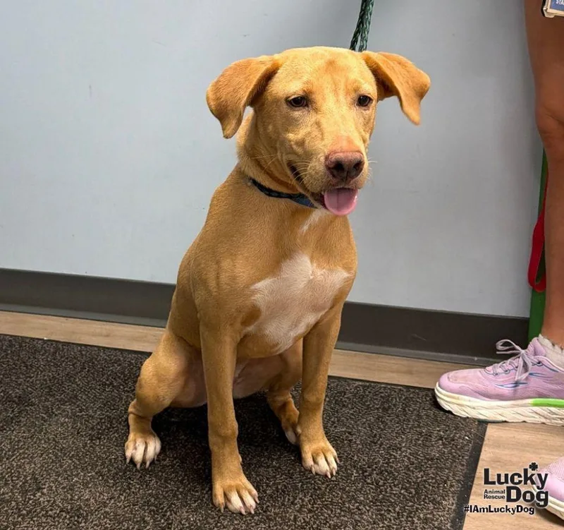 A young large-sized female Carolina Dog dog named Belle for adoption in Washington, DC