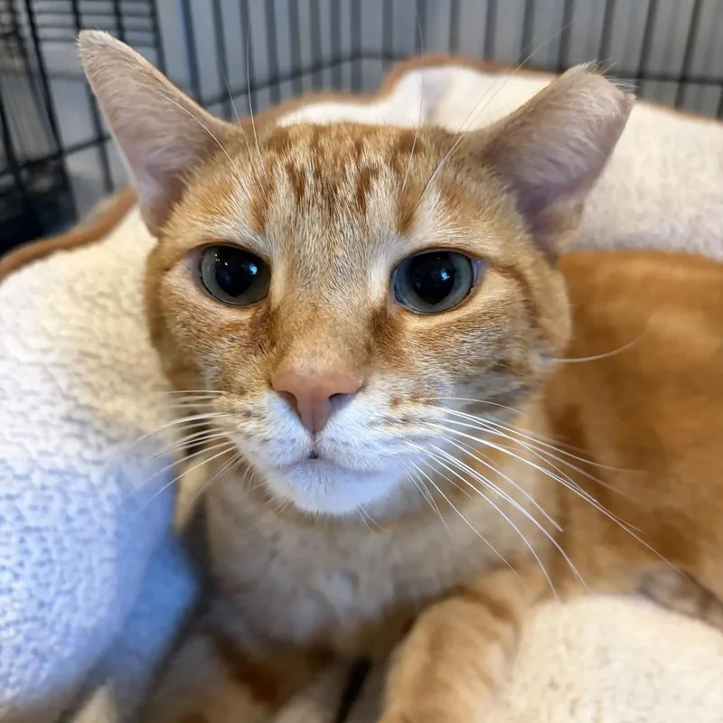 An adult large-sized male Orange / Red Domestic Short Hair cat named Friendly for adoption in Louisville, KY