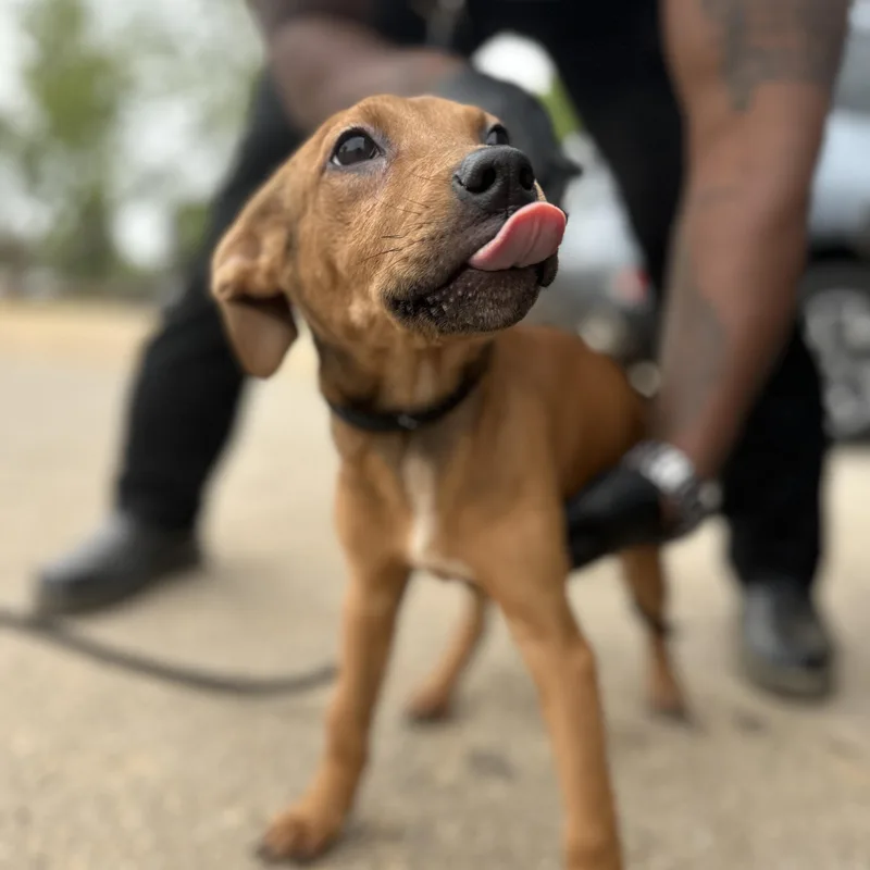 Tarte Shape Tape thumbnail 3