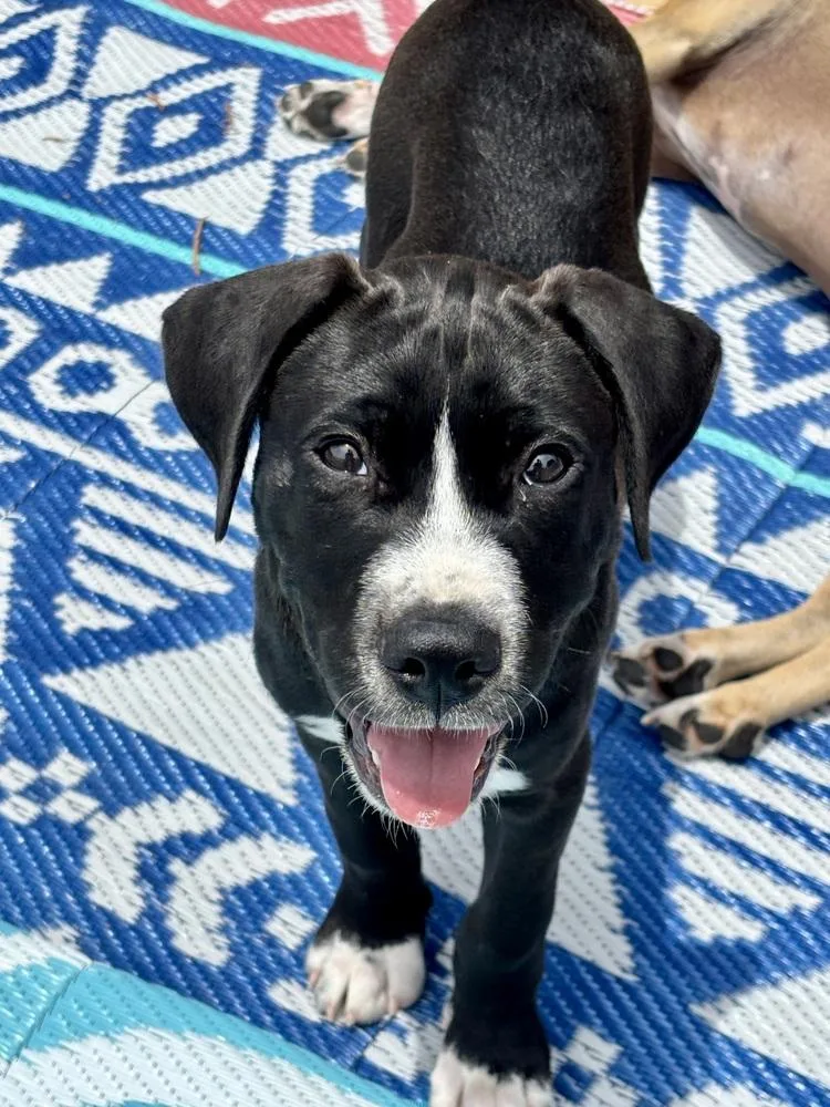 A baby large-sized male Tricolor (Brown, Black, & White) Terrier dog named Doug for adoption in Mooresville, NC