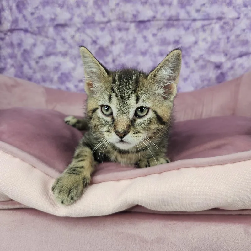 A baby small-sized male Brown / Chocolate Domestic Short Hair cat named Pegasus for adoption in Fort Wayne, IN