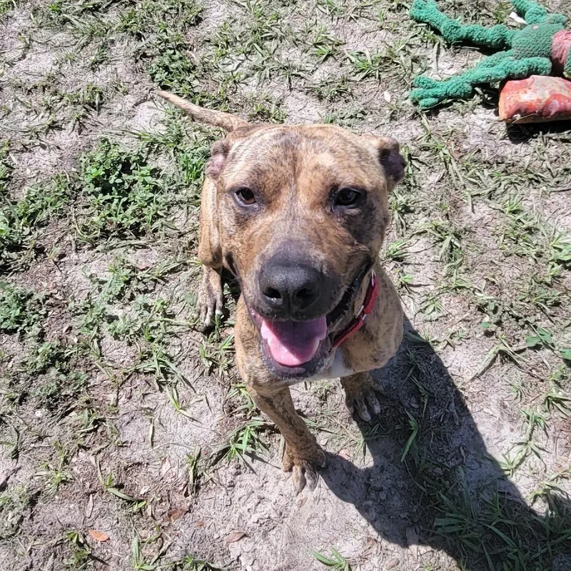 An adult medium-sized male Brindle Mixed Breed dog named Flash for adoption in Lake Panasoffkee, FL