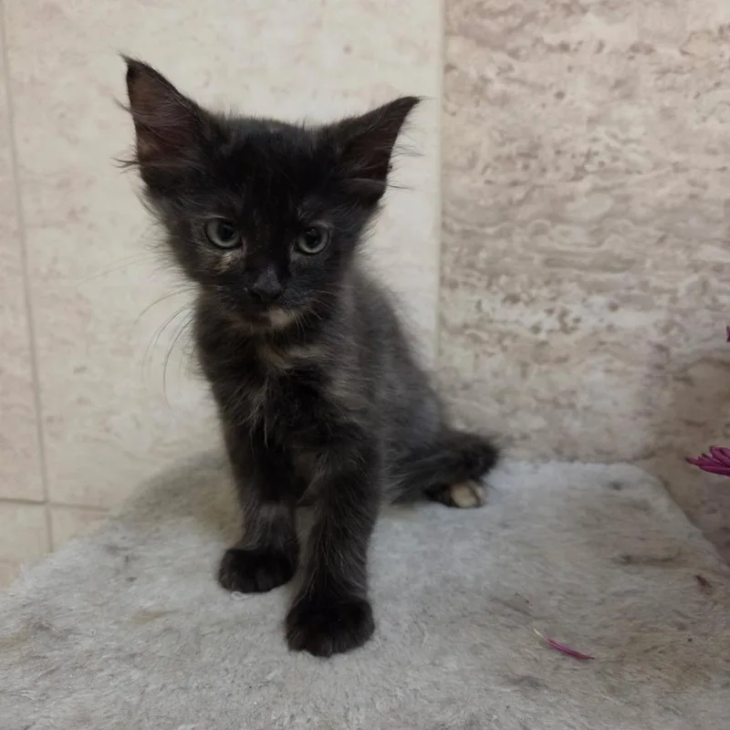 A baby small-sized female Domestic Medium Hair cat named Gretchen for adoption in San Antonio, TX