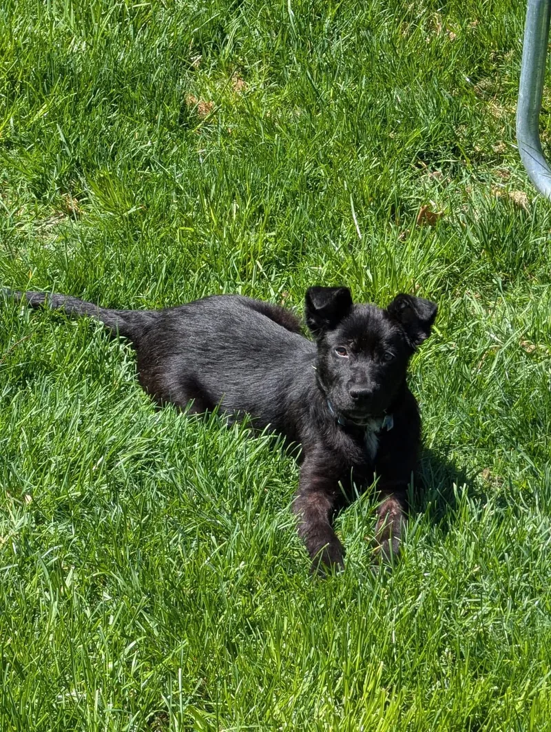 A baby medium-sized female Mixed Breed dog named Parfait for adoption in Germantown, OH