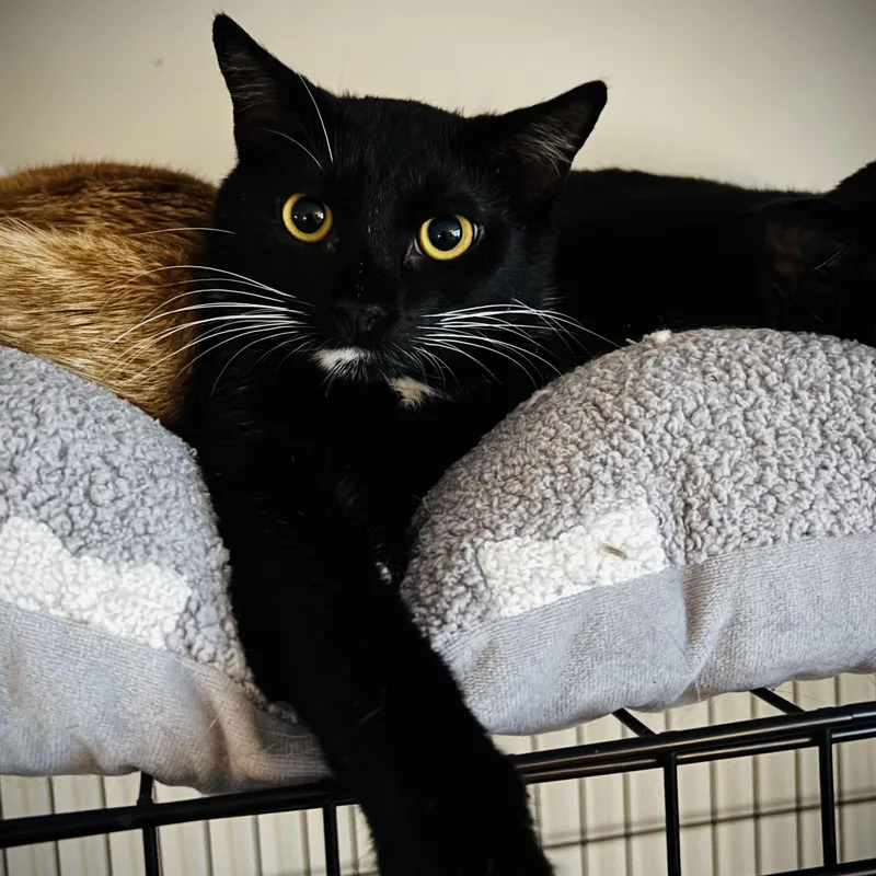 A baby medium-sized female Black & White / Tuxedo Domestic Short Hair cat named Kylie for adoption in Buffalo, NY