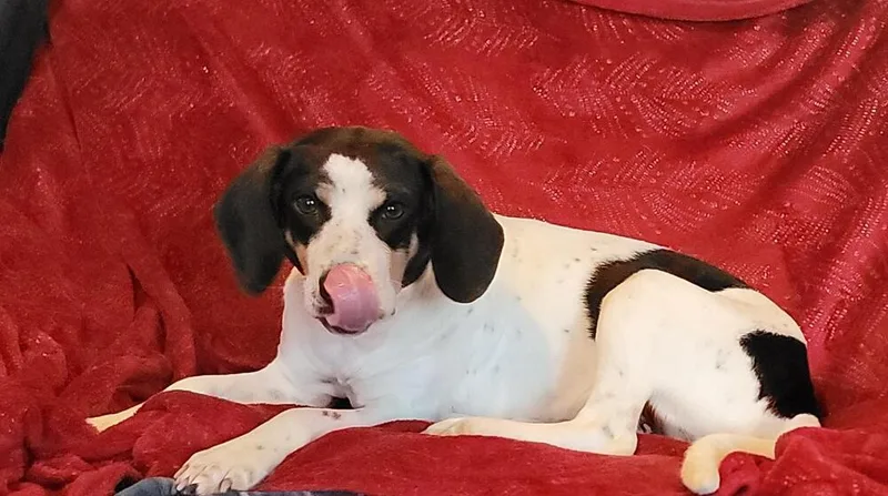 An adult medium-sized female Hound dog named Meadow for adoption in Peoria, IL