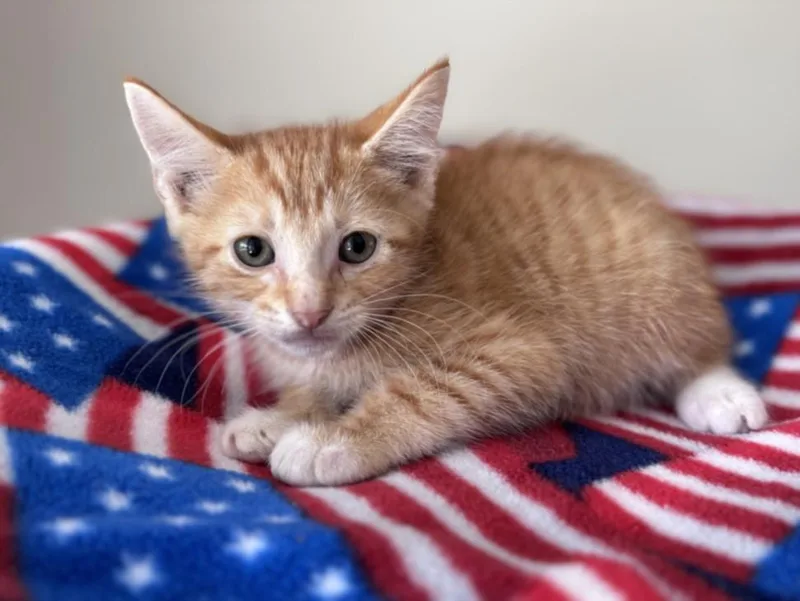 A baby small-sized male Domestic Short Hair cat named Orbit for adoption in Houston, TX
