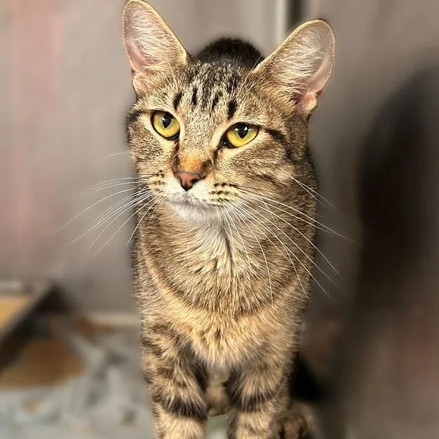 An adult medium-sized female Domestic Short Hair cat named Hera for adoption in Davenport, IA