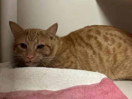 An adult medium-sized male Domestic Short Hair cat named Butch  Working Cat for adoption in Fairfax, VA