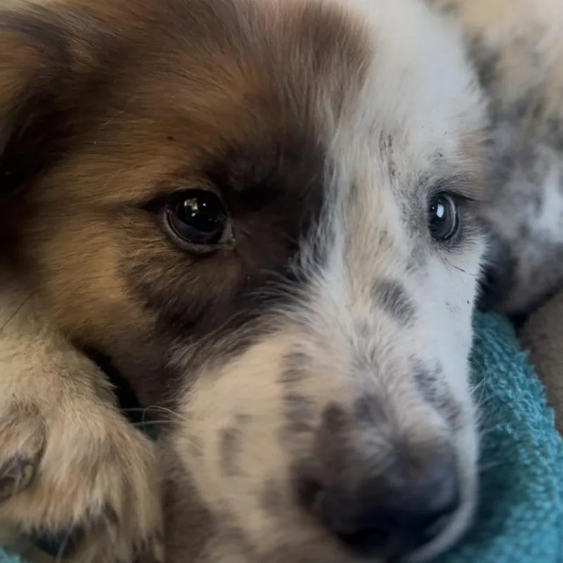 A baby small-sized female White / Cream Australian Cattle Dog / Blue Heeler dog named Ethel for adoption in Midland, TX