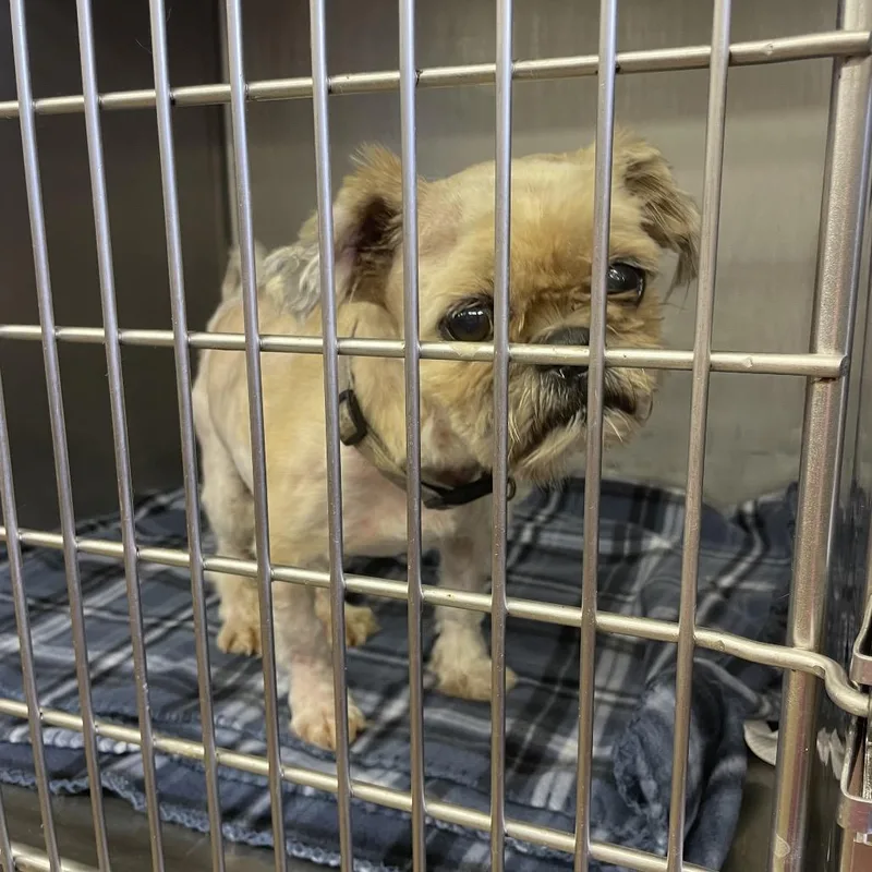 An adult small-sized male Red / Chestnut / Orange Shih Tzu dog named Uggy for adoption in Brownsboro, AL