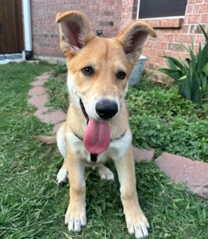 A young medium-sized female Apricot / Beige Shepherd dog named Winnie for adoption in Dallas, TX