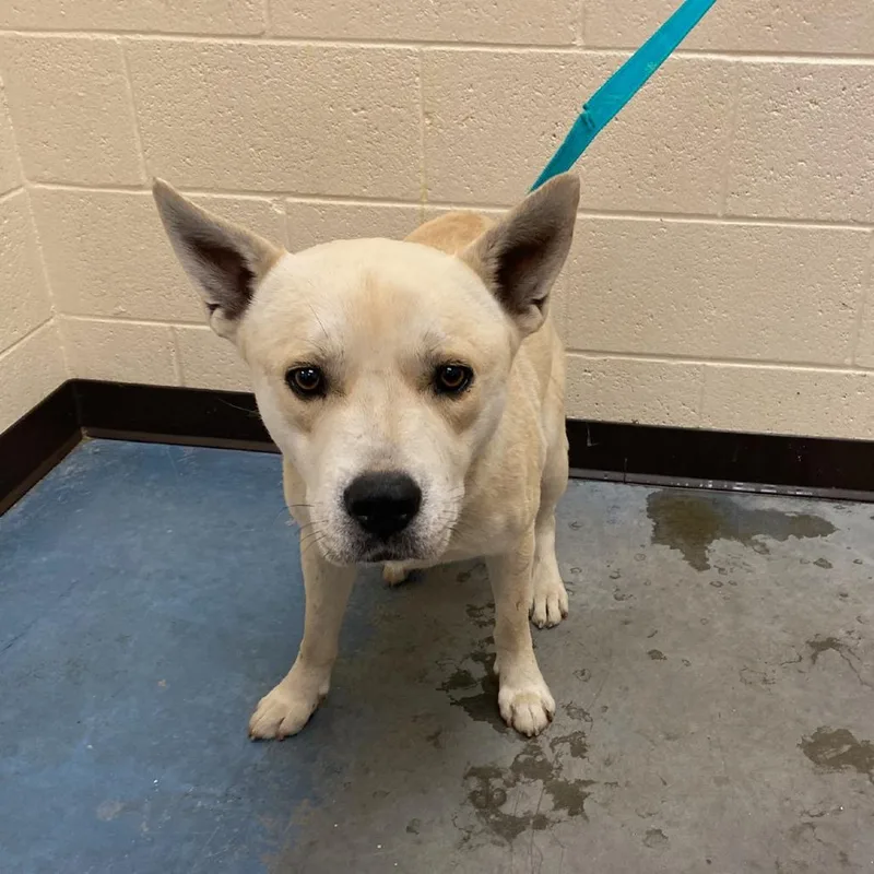 A young medium-sized female White / Cream Mixed Breed dog named Crispin for adoption in Memphis, TN
