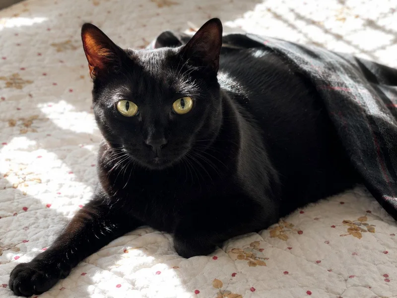 A young medium-sized female Black Domestic Short Hair cat named Nia for adoption in Wheaton, IL