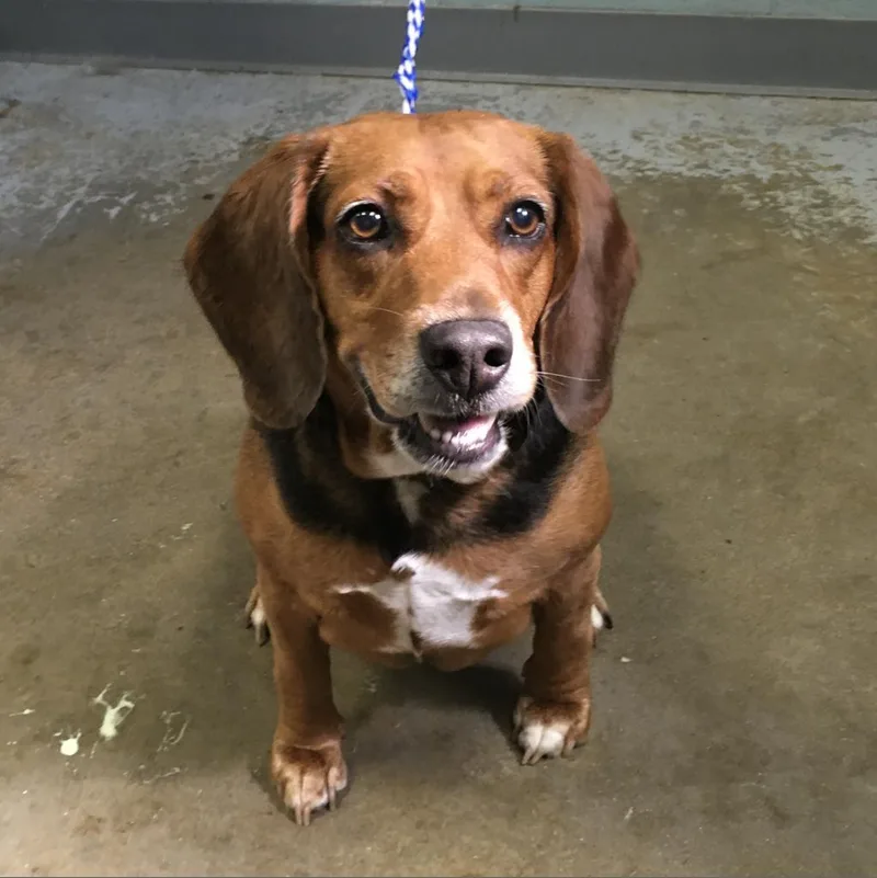 A senior medium-sized female Brown / Chocolate Beagle dog named Lola Belle for adoption in Greenville, SC