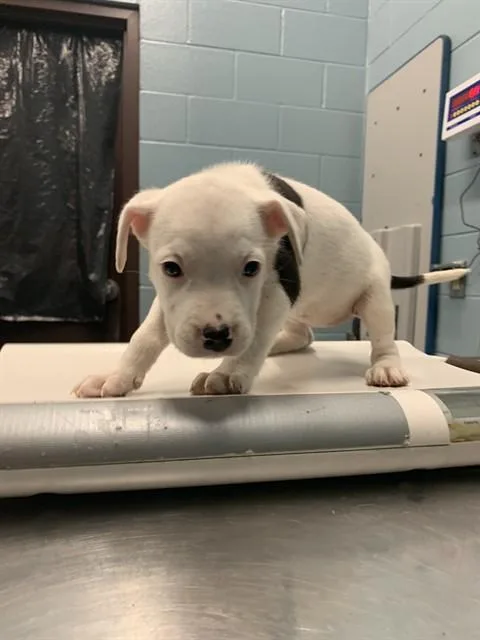 A baby small-sized female Pit Bull Terrier dog named Delta for adoption in Corpus Christi, TX