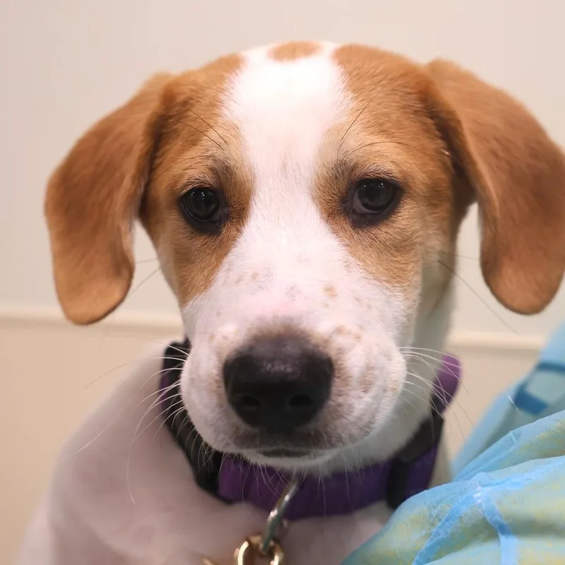 A baby small-sized male White / Cream Labrador Retriever dog named Freckles for adoption in Briarcliff Manor, NY
