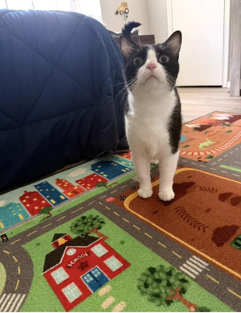 An adult medium-sized male Black & White / Tuxedo Domestic Medium Hair cat named Pepper for adoption in Euless, TX
