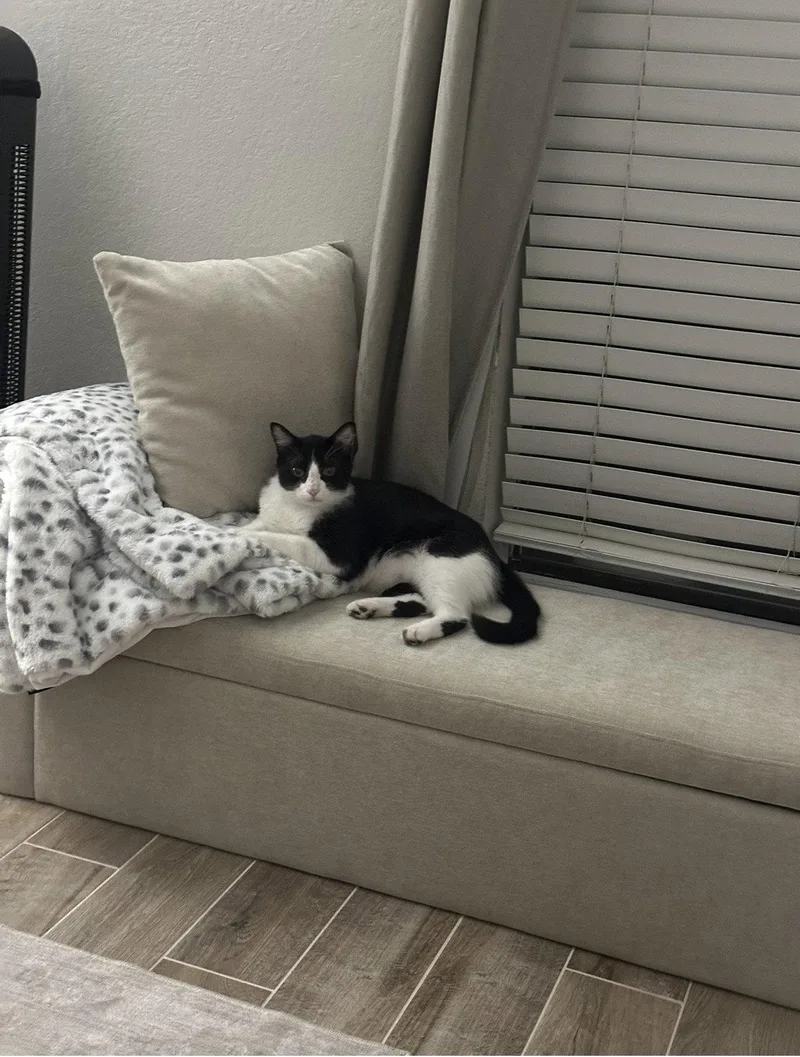 Pepper thumbnail 3