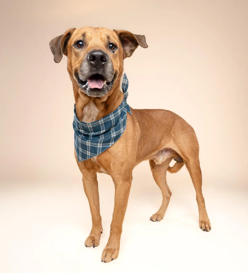 A young medium-sized male Mixed Breed dog named Henry for adoption in Miami, FL