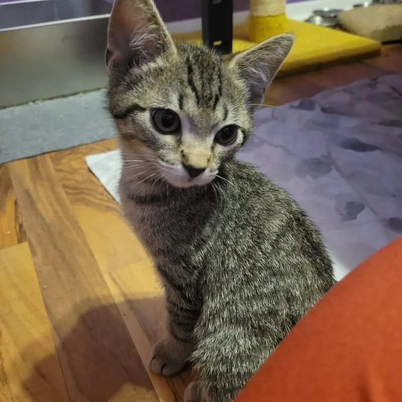 A baby small-sized male Brown / Chocolate Domestic Short Hair cat named Jelly Roll for adoption in Plainfield, IL