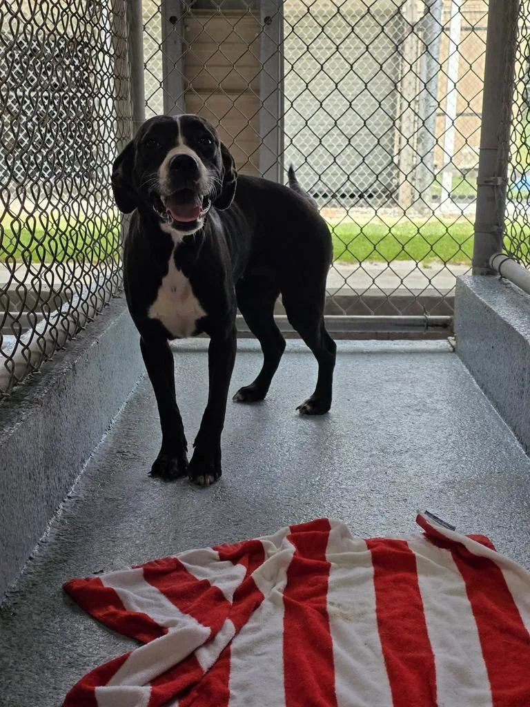 An adult large-sized female Pit Bull Terrier dog named Sophie for adoption in Livingston, LA