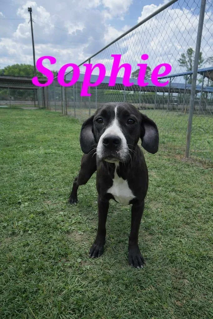 Sophie thumbnail 2