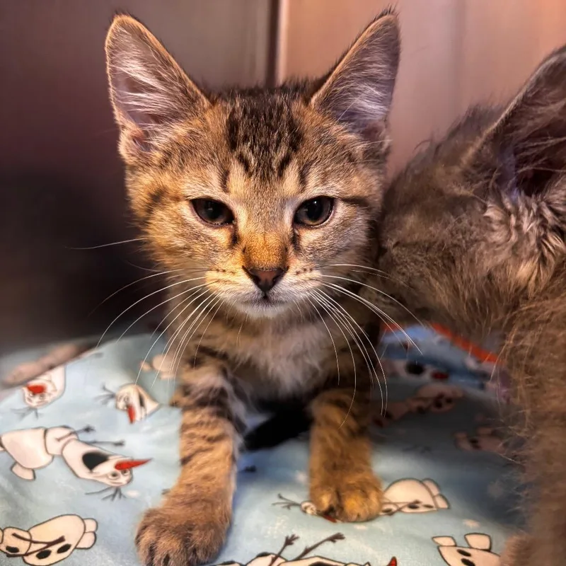 A baby small-sized male Brown / Chocolate Domestic Short Hair cat named Kayak for adoption in Belleville, IL