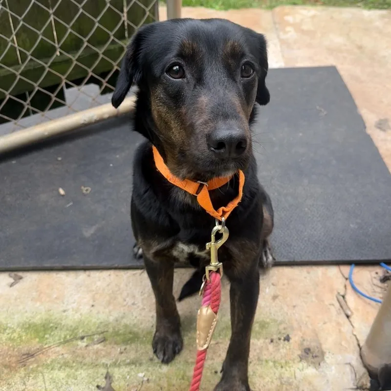 An adult medium-sized female Black Mixed Breed dog named Poppy for adoption in Hamilton, GA