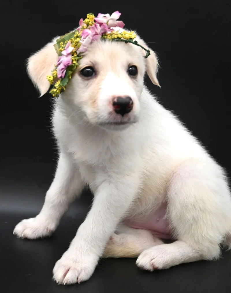 Sea Angel. thumbnail 2