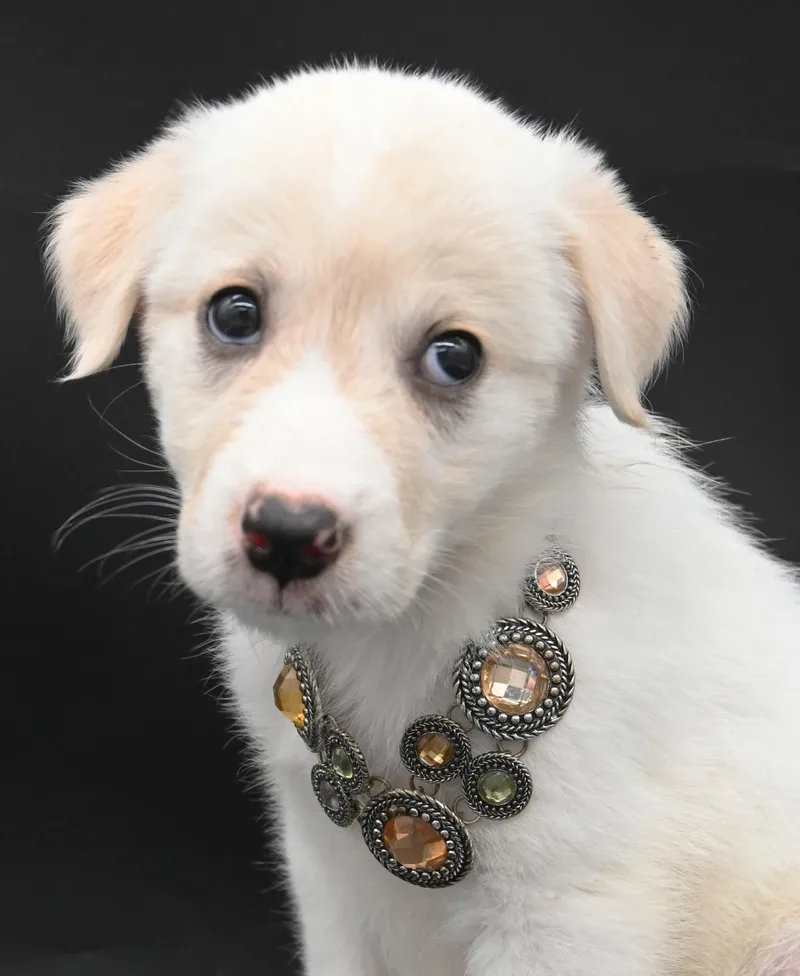 Sea Angel. thumbnail 3