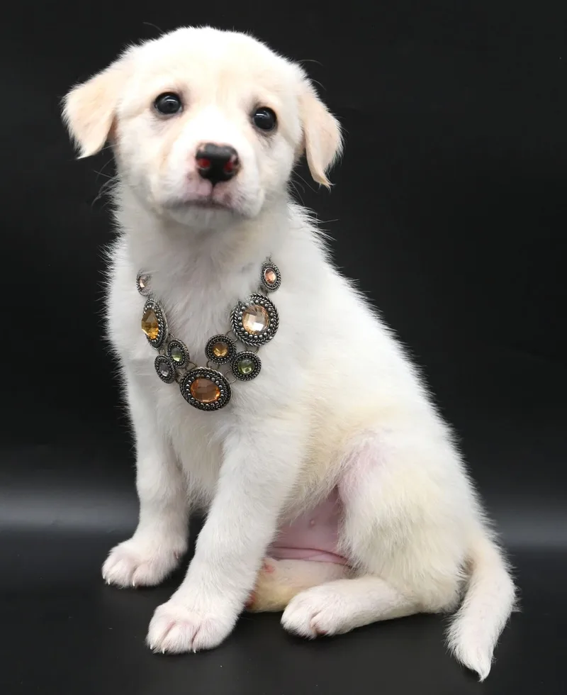A baby medium-sized female Great Pyrenees dog named Sea Angel. for adoption in Mobile, AL
