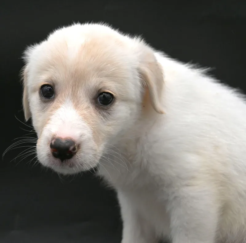 Sea Angel. thumbnail 4