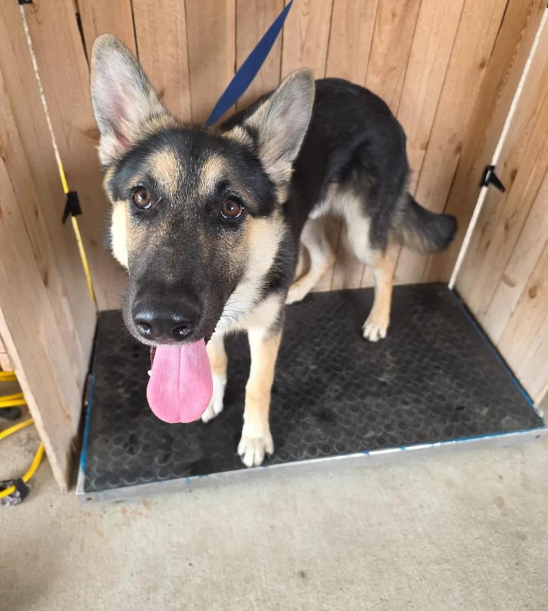 A baby large-sized male German Shepherd Dog dog named Palomo for adoption in Missouri City, TX