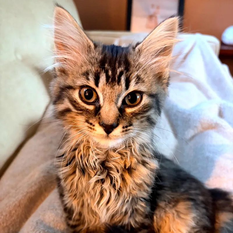 Luna Fluffgood